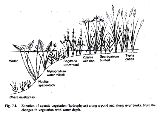 Zonation of Aquatic Vegetation (Hydrophytes) Along a Pond and Along River Banks. 