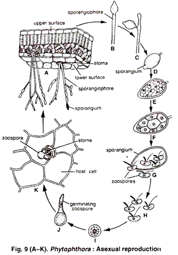 Anatomical Features of Some Hydrophytic Leaves