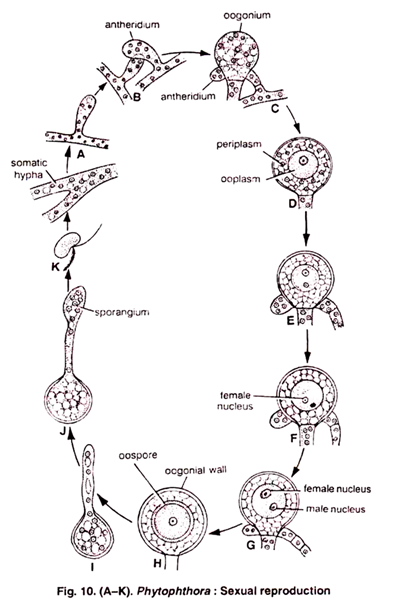 T.S. of Root of Typha Latifolia (monocotyledonous) showing air spaces in Cortical Region and Sclerenchymatous Pith