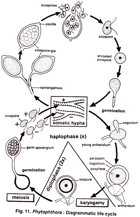 Struvcture of Hydrophyes A, T.S.of Stele of the Stem of Elatine Alsinastrum; B, T.S. of Stele of the Stem of Potamogeton Pectinatus