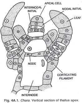 Sterilization Type