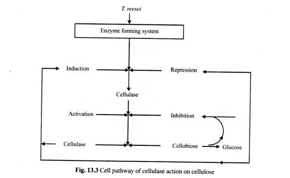 Cell Pathway of Cellulase Action on Cesllulose
