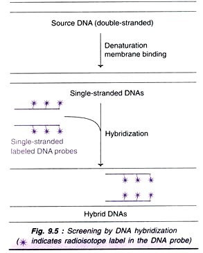 Scaled up Production of Soluble Protein using APV Homogenizers