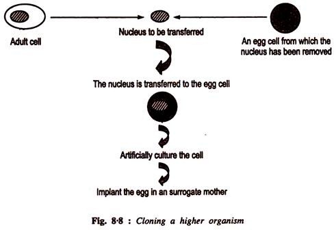 Kla as a Fuction of Rotation Speed of the HRF