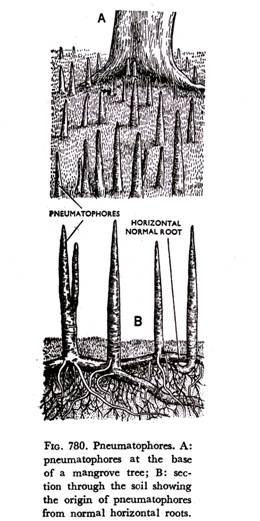 Features of Biodepyritization Design Strategies