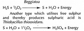 Reported Model Schematics of Acid Hydrolytic Degradation of Cellulose/Saccharides
