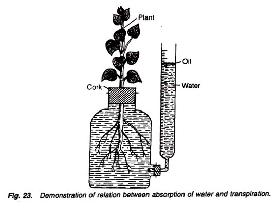 Possibility of Dihydroxyl Biphenyl Production through Organic Sulfur Removal Pathway of Bioremediation