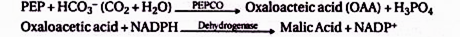 Chromatographic parameters at superficial velocity of 0.5 m/h