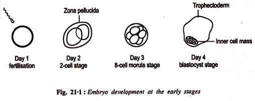 Embryo Development at the Early Stages