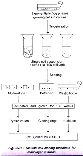 Schematic representation of an agarose gel