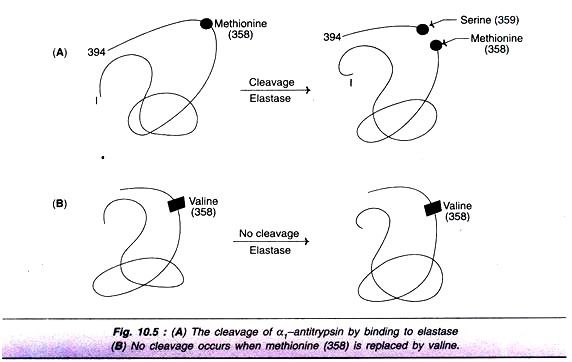 PCR cycle of an DNA molecule