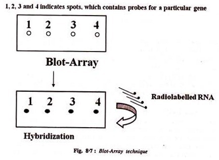 Blot-Array technique