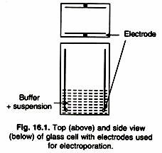 A Stirred Tank Fermenter