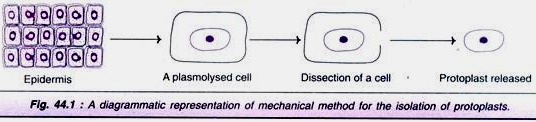 Mechanical Method for the Isolation of Protoplasts