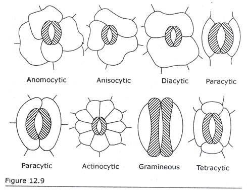 Biosensor