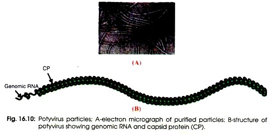 Microbial Polysaccharides