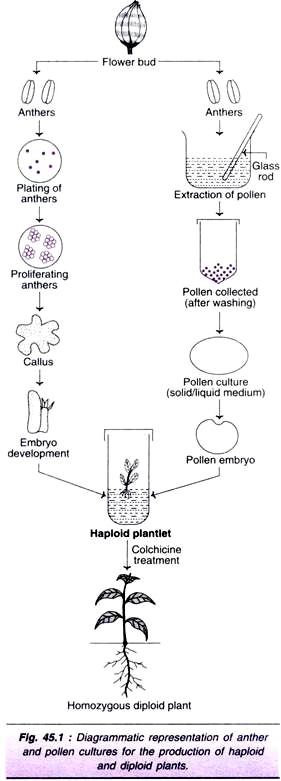 Anther and Pollen Cultures