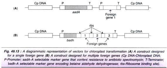 Vectors for Chloroplast Transformation