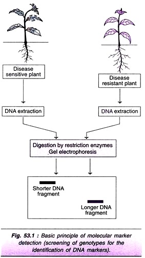 Basic Principle of Molecular Marker Detection