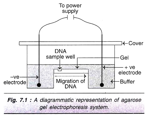 Agarose Gel Electrophoresis System