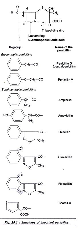 Structure of Important Penicillins