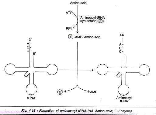 Formation of Aminocacyl tRNA