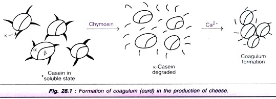 Formation of Coagulum
