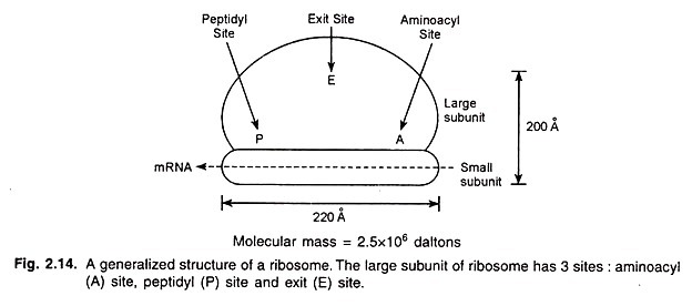 Commonly Used Cell Lines