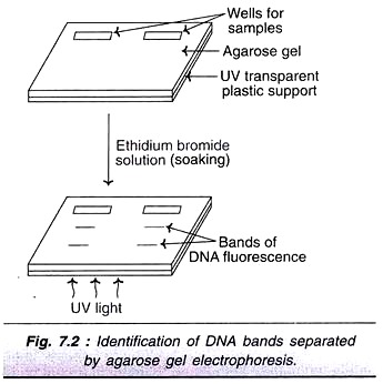 Identification of DNA Bands