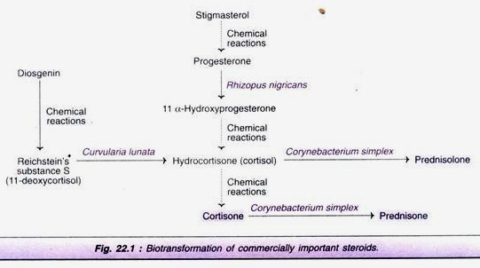 Identification of DNA Bands