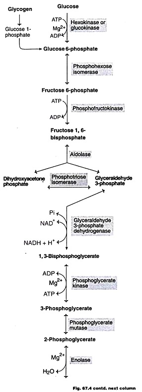 Reactions in the pathway of Glycolysis