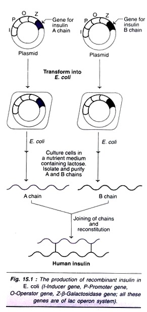 Production of Recombinant Insulin in E.Coli