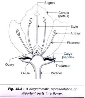 Important Parts in a Flower