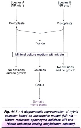 Hybrid Selection Based on Auxotrophic Mutant