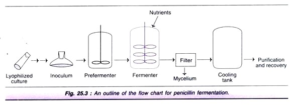 Flow Chart for Penicillin Fermentation