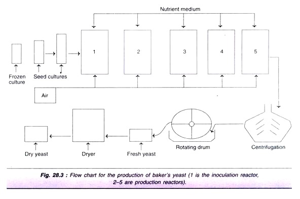 Production of Baker's Yeast