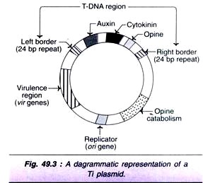 Ti Plasmid