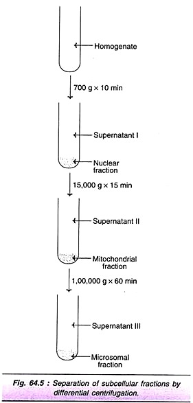 Separation of Subcellular Fractions