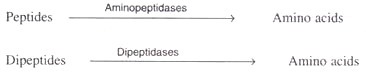 Two Alleles of DNA Molecules