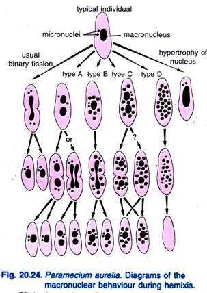 Association of DNA Elements and Proteins