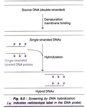 A. Single Nucleotide Polymorhpism and B. Oligonucleotide Hybridization to Detect SNP