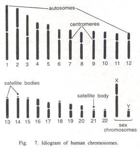 Structures of Sugars