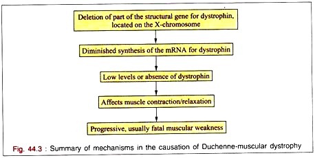 Mechanism of Action of Intereferons