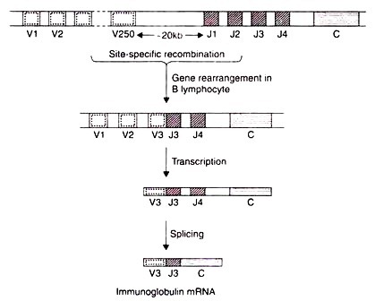 Development of a New Strain of V. Cholerae
