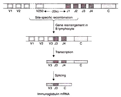 Development of a New Strain of V. Cholerae