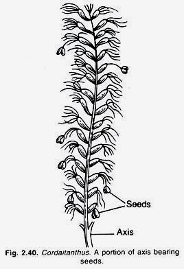 List of Transgenic Plants