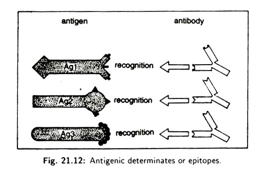 Formation, Mode of Action and Detoxification of Phosphinothricin