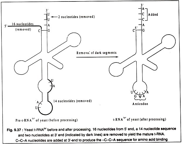 Ion-Exchange Process