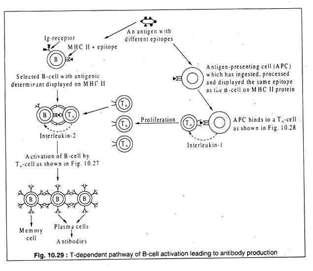 Biological Nitrogen Removal Process