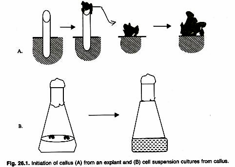 Growth curves for unicellular organism in batch culture